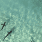 Shark Attack