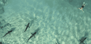 Shark Attack