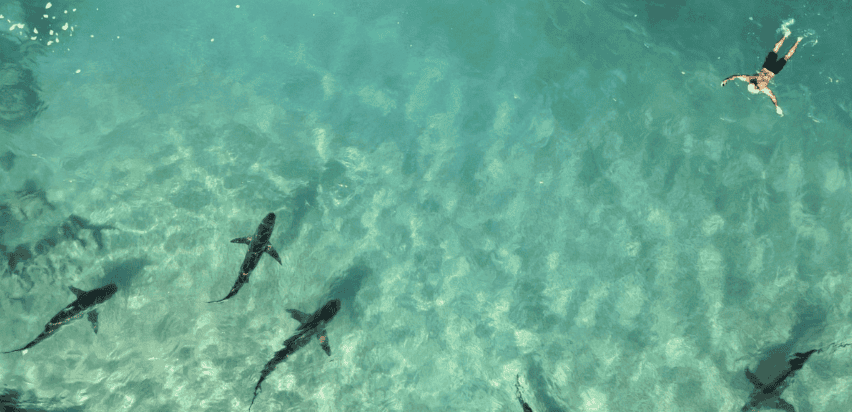 Shark Attack