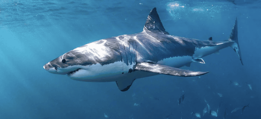 Shark Week