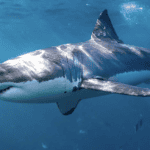 Shark Week