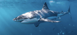 Shark Week