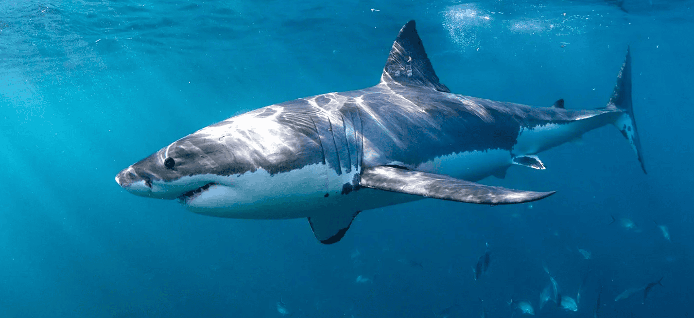 Shark Week