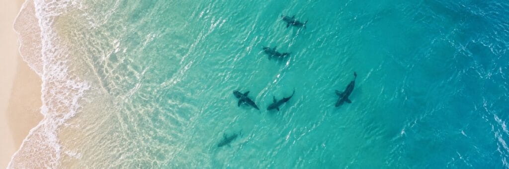 Shark Attack